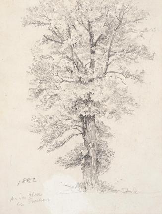Theodor Alphons, Baumstudie. An der Olsa bei Teschen - verso: Fünf Bäume, 1882, Bleistift auf P ...
