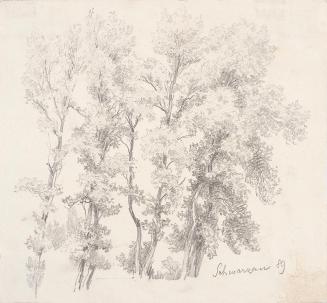 Theodor Alphons, Schwarzau. Baumstudie, 1889, Bleistift auf Papier, 15,7 × 17 cm, Belvedere, Wi ...