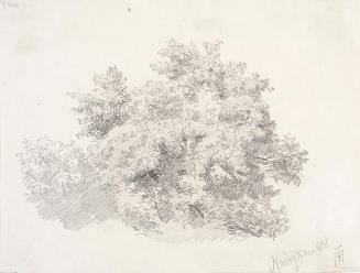 Theodor Alphons, Nadejkau, Baumgruppe, 1888 (oder 1890?), Bleistift auf Papier, 16 × 21,2 cm, B ...