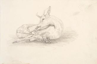 Theodor Alphons, Totes Reh, um 1892, Bleistift auf Papier, 13,4 × 19,8 cm, Belvedere, Wien, Inv ...