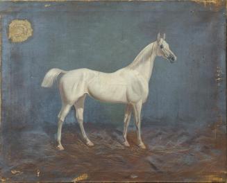 Hema A. Groy, Ein Schimmel, 1883, Öl auf Leinwand, 55 x 68 cm, Belvedere, Wien, Inv.-Nr. 7933