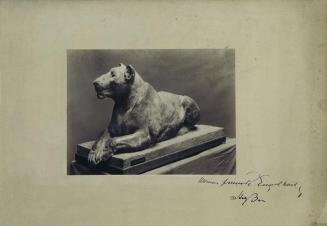 Arthur Strasser, Löwin, um 1900, Fotografie auf Karton, 32 x 47,5 cm, Belvedere, Wien, Inv.-Nr. ...