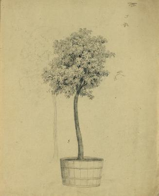 Johann Peter Krafft, Studie eines Bäumchens im Topf, Bleistift auf Papier, 34 x 27,5 cm, Belved ...