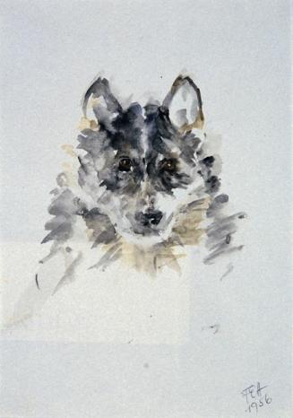 Fritzi Ecker-Houdek, Polarhund in Schönbrunn, 1956, Wasserfarbe auf Papier, 22 x 14,5 cm, Belve ...