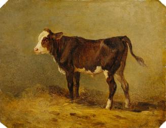 Edmund Mahlknecht, Kälbchen, Öl auf Karton, 15,5 x 20 cm, Belvedere, Wien, Inv.-Nr. 4524