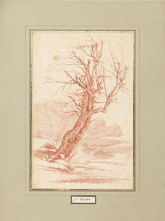 Franz Edmund Weirotter, Baumstudie, undatiert, Rötel auf Papier, 30,5 × 20 cm, Belvedere, Wien, ...
